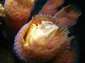   Good things come those who wait Opening wide frogfish inside Azure Vase Sponge feeding. feeding  